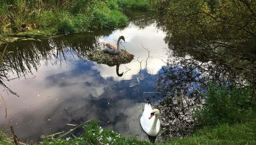 Hillsborough Forest Park and Lake Walk