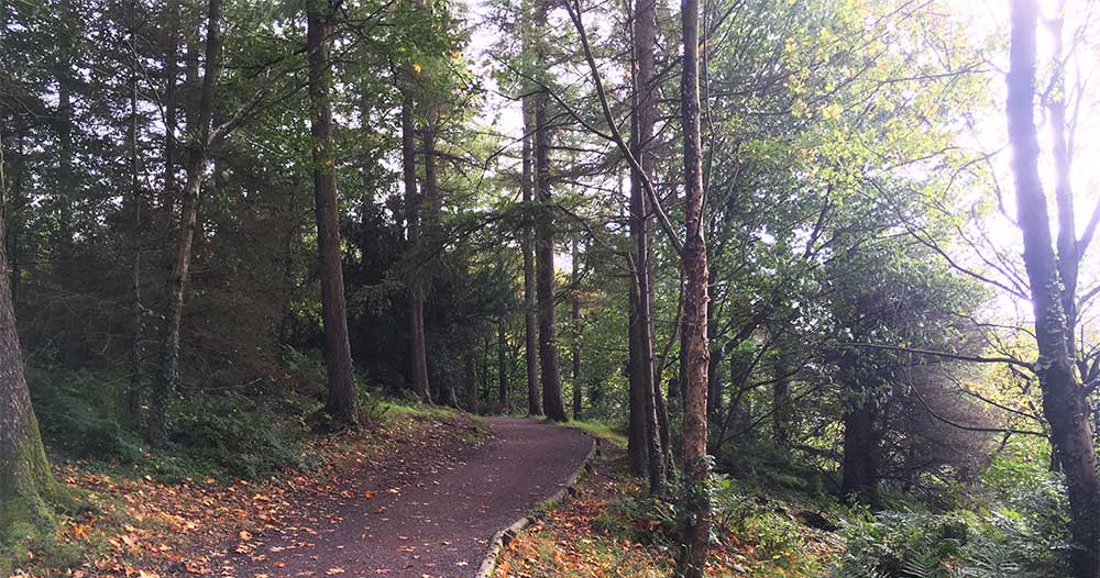 hillsborough-forest