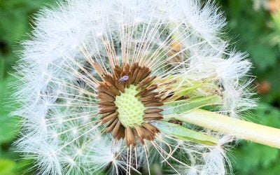 Dandelion to Drone