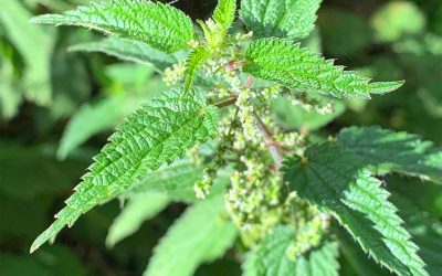 Nettle Soup