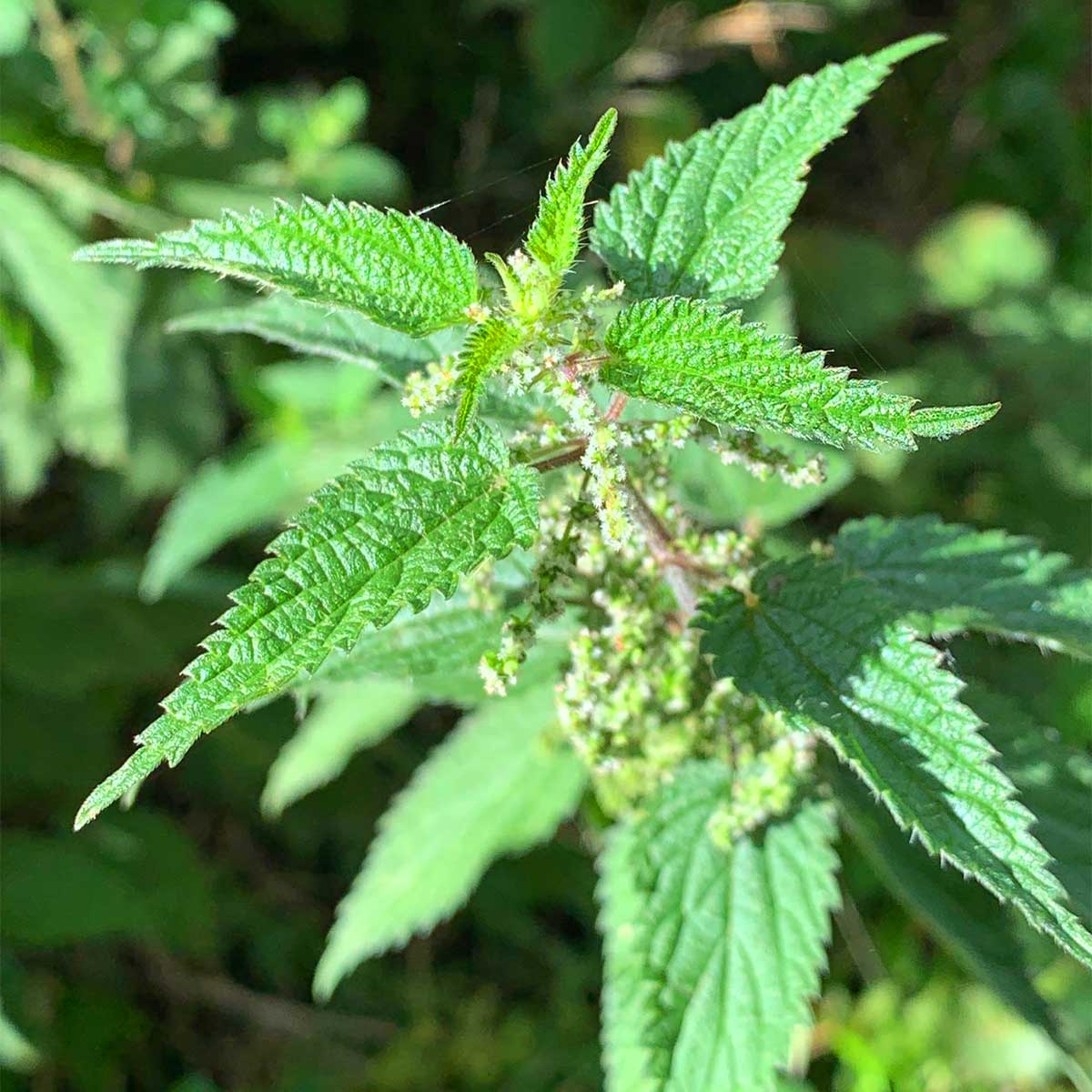 Nettle Soup Nettle Soup