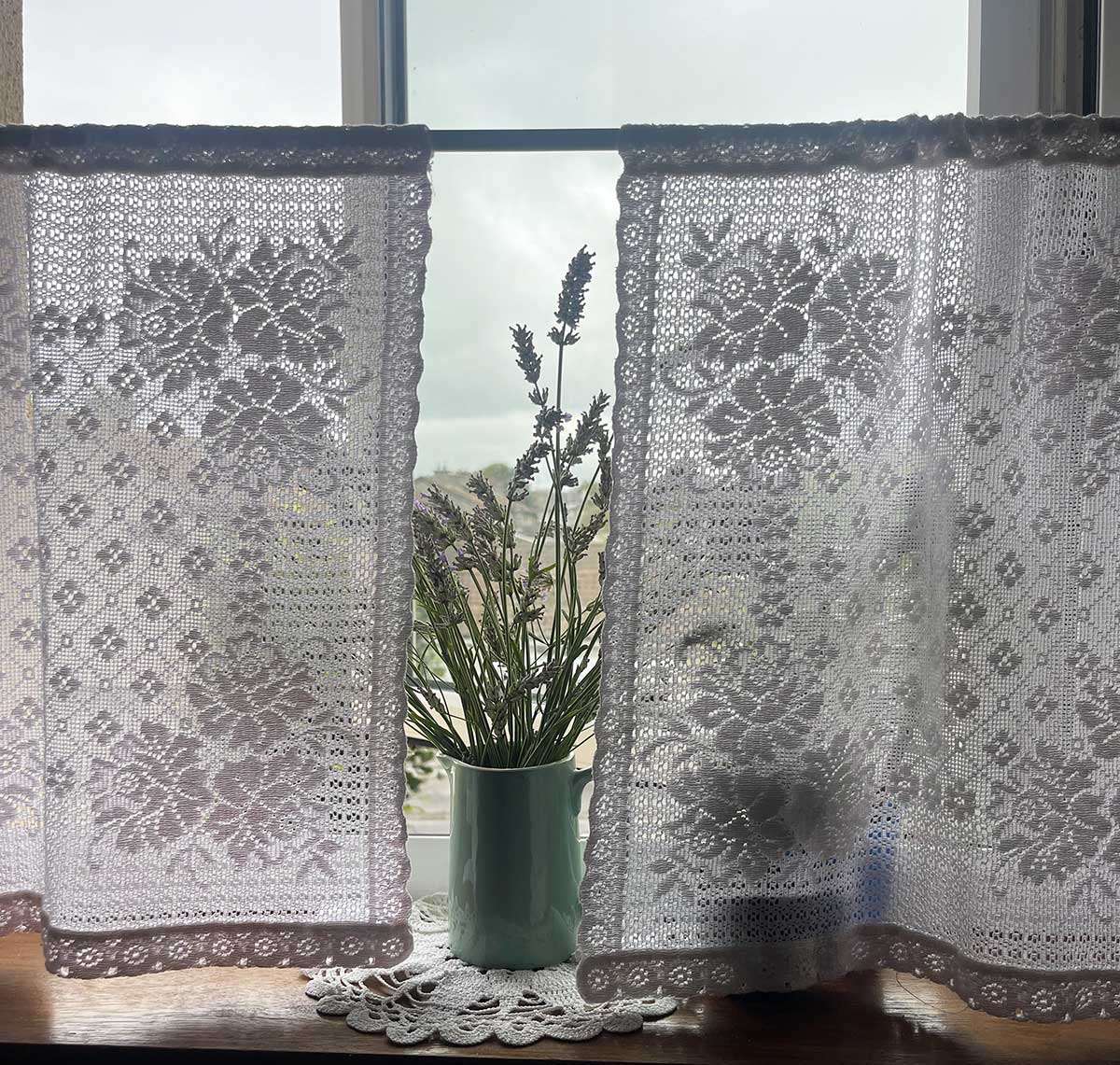 Joey Lavender on a windowsill between lace curtains